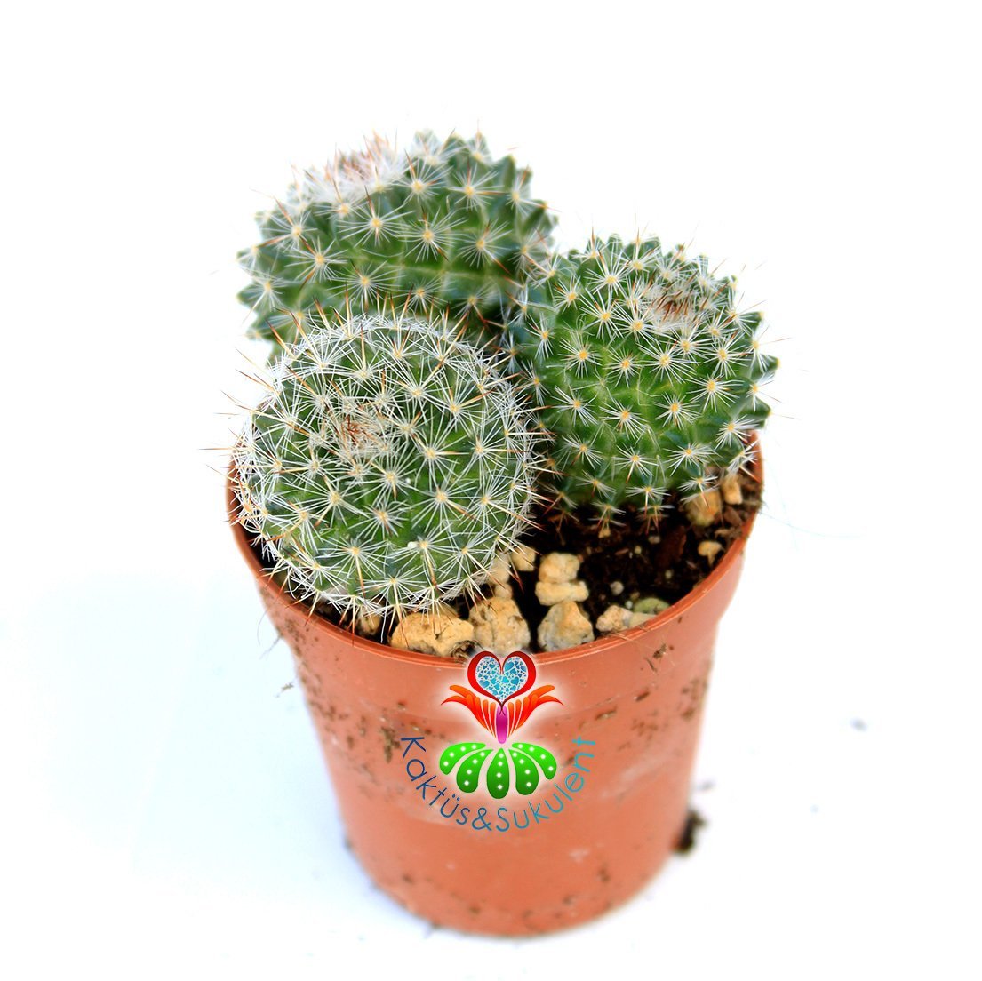 Kaktüs,Mammillaria Fauxiana Elegans-5,5 cm Saksıda 2 Adet-Beyaz Renk Çiçek Açar-Çok Şık 1. Sınıf ithal