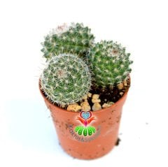 Kaktüs,Mammillaria Fauxiana Elegans-5,5 cm Saksıda 2 Adet-Beyaz Renk Çiçek Açar-Çok Şık 1. Sınıf ithal