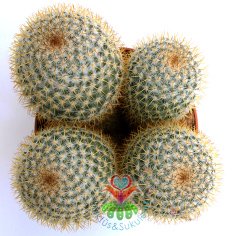 Mammillaria Muehlenpfordtii - Fuşya Renk Çiçek Açar-12 cm Saksılı -Teraryum,Sukulent