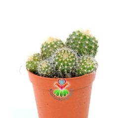 Kaktüs, Notocactus Magnificus (Parodia Magnifica ) Dilimli Form-8,5 cm saksıda-Bir Saksıda Birçok Kök