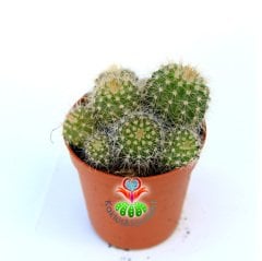 Kaktüs, Notocactus Magnificus (Parodia Magnifica ) Dilimli Form-8,5 cm saksıda-Bir Saksıda Birçok Kök