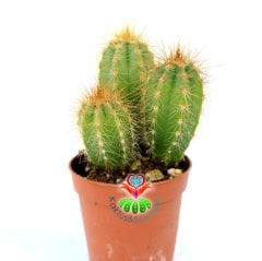 Mavi Meşale Kaktüs,Pilosocereus Azureus-Doğal Mavi Renk -5,5 cm Saksıda- Bir Saksıda Birçok Kök