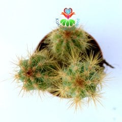 Mavi Meşale Kaktüs,Pilosocereus Azureus-Doğal Mavi Renk -5,5 cm Saksıda- Bir Saksıda Birçok Kök