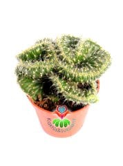 Opuntia Cylindrica Cristata 'Emerald Idol' Zümrüt Beyin Kaktüs 5.5 cm Saksıda