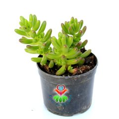 Sedum Rubrotinctum -Güneşte Kırmızılaşır-Dayanıklı Tür -8,5 cm saksıda-Sukulent, Kaktus,