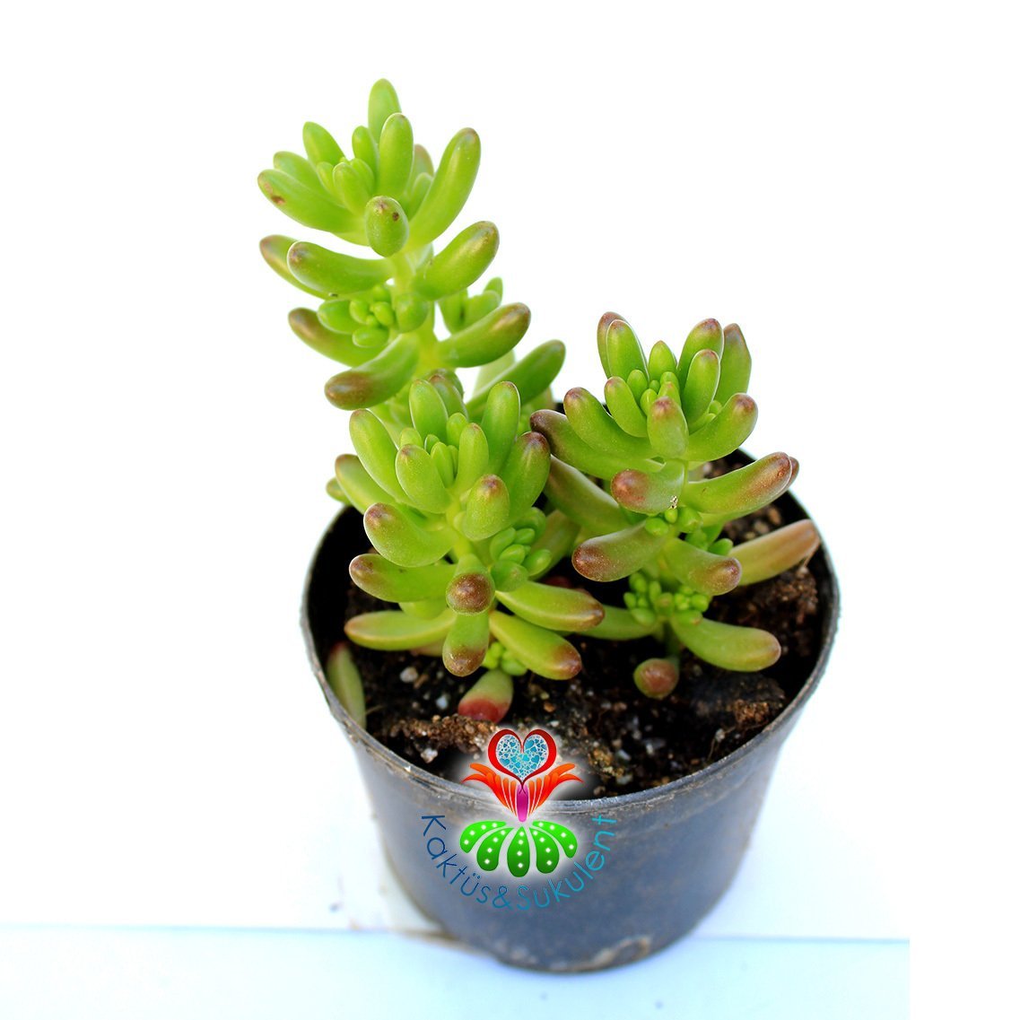 Sedum Rubrotinctum -Güneşte Kırmızılaşır-Dayanıklı Tür -8,5 cm saksıda-Sukulent, Kaktus,