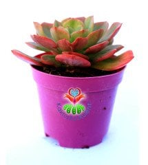 Echeveria Mucronata 8,5 cm Saksılı  Kırmızı Yeşil Renk Sukulent