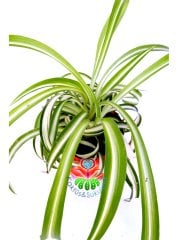Kurdele Çiçeği, Chlorophytum Comosum Sarı Beyaz Renk 5.5 cm Saksılı