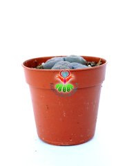 Lithops Mix- Gri-Beyaz Tonlarında Yaşayan Taşlar-5,5 cm Saksıda