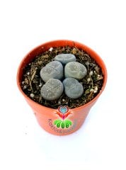 Lithops Mix- Gri-Beyaz Tonlarında Yaşayan Taşlar-5,5 cm Saksıda