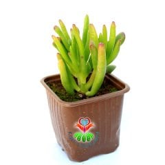 Crassula Ovata Gollum- Shrek Kulağı Sukulent - 8,5 cm saksıda -Teraryum, Mini Bahçe, Kaktüs