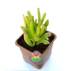 Crassula Ovata Gollum- Shrek Kulağı Sukulent - 8,5 cm saksıda -Teraryum, Mini Bahçe, Kaktüs