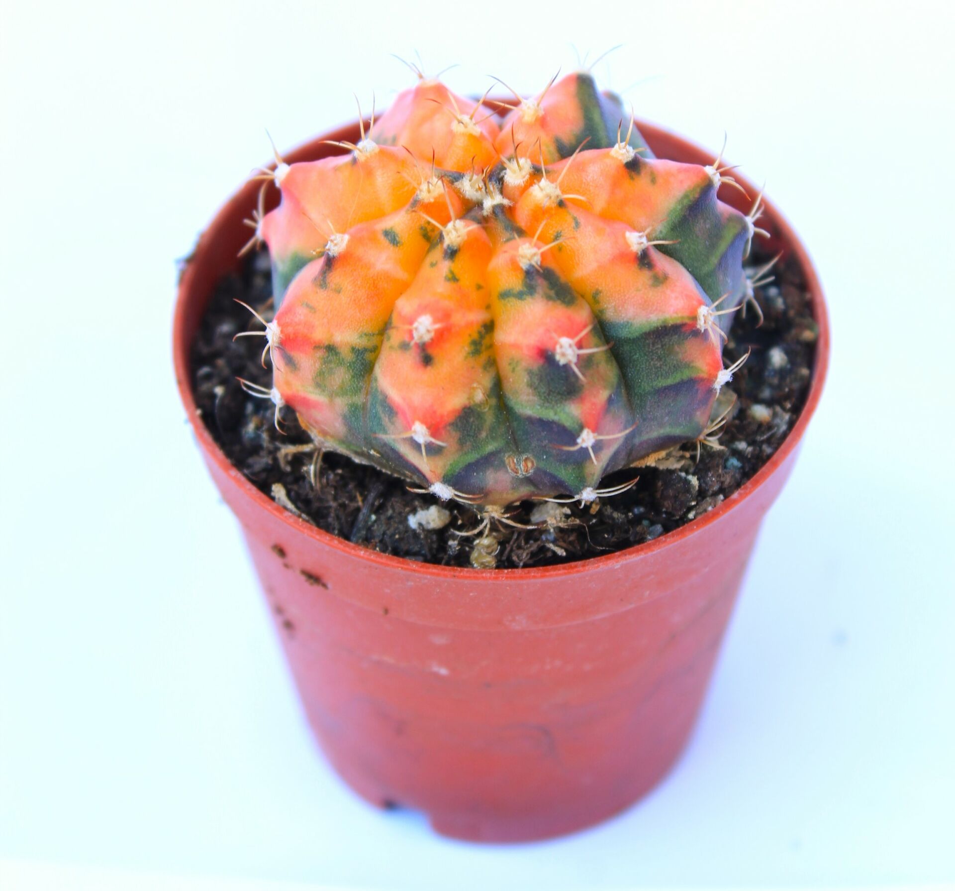 Gymnocalycium Mihanovichii Rainbow Variegata Çok Renkli Köklü Kaktüs-8,5 cm Saksıda