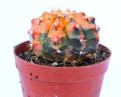 Gymnocalycium Mihanovichii Rainbow Variegata Çok Renkli Köklü Kaktüs-8,5 cm Saksıda