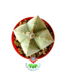 Astrophytum Myriostigma Quadricostatum - 12 cm Saksıda-Nadir Tür