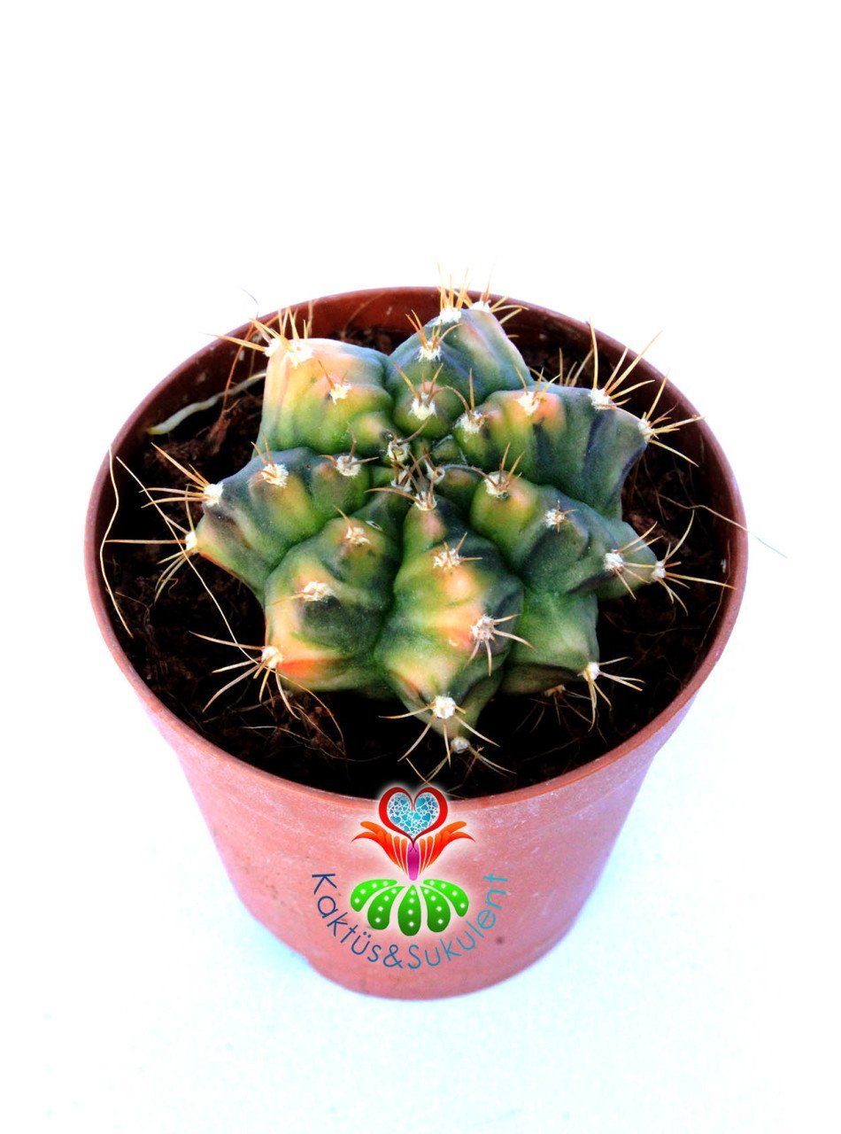 Gymnocalycium Mihanovichii Variegata Tricolor-Çok Renkli Köklü Kaktüs-5,5 cm Saksıda