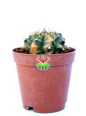 Gymnocalycium Mihanovichii Variegata Tricolor-Çok Renkli Köklü Kaktüs-5,5 cm Saksıda