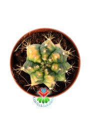 Gymnocalycium Mihanovichii Variegata Tricolor-Çok Renkli Köklü Kaktüs-5,5 cm Saksıda