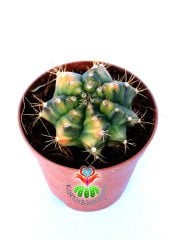 Gymnocalycium Mihanovichii Variegata Tricolor-Çok Renkli Köklü Kaktüs-5,5 cm Saksıda