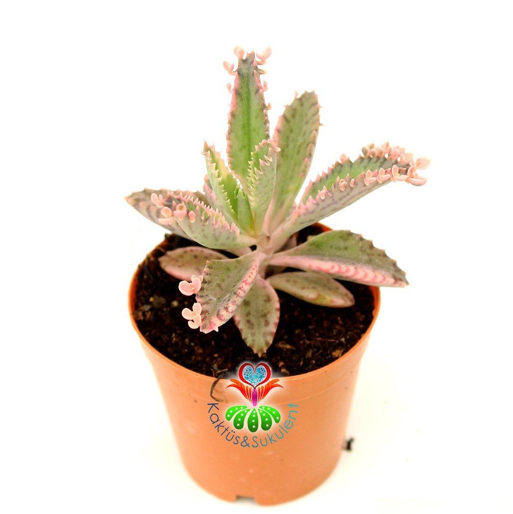 Pembe Aşkın Gözyaşı Çiçeği - Kalanchoe 'Pink Butterflies' - 5,5 cm Saksıda -Çok Nadir Tür