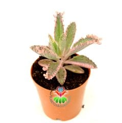 Pembe Aşkın Gözyaşı Çiçeği - Kalanchoe 'Pink Butterflies' - 5,5 cm Saksıda -Çok Nadir Tür