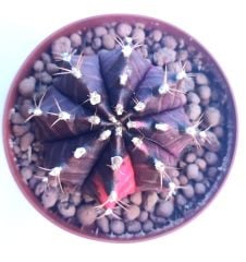 Gymnocalycium Mihanovichii Black x Red -Doğal Renkte Variegeta -8,5 cm Saksıda