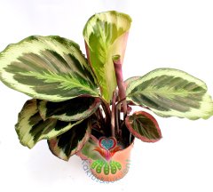 Calathea Medallion (Madalyon)-Büyük Yapraklı-Mükemmel Salon,Dua Çiçeği-10,5 cm Saksıda-30 cm Uzunluk