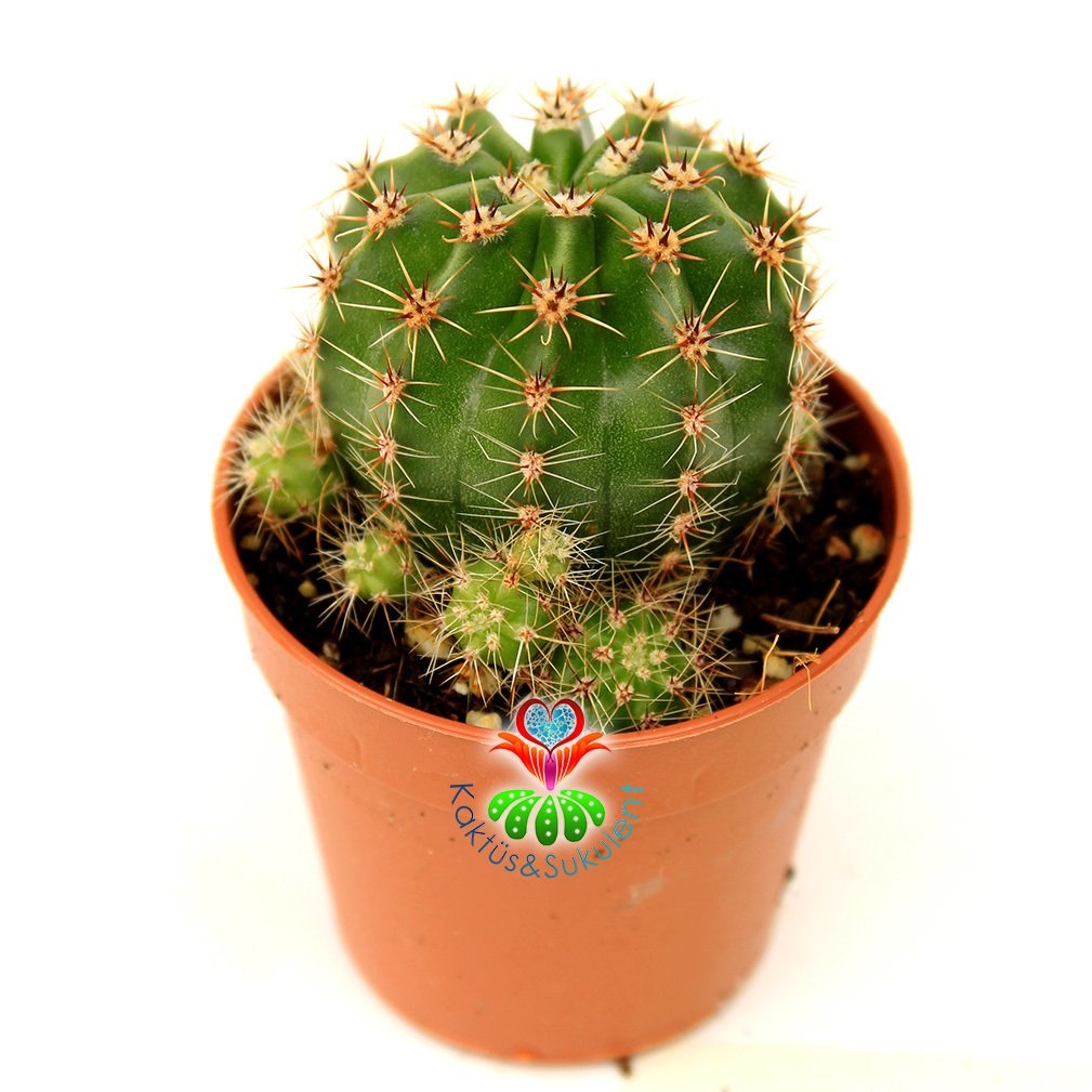 Kaynana Topuzu Kaktüs-Echinopsis Oxygona 5,5 cm Saksıda