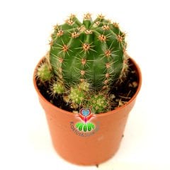 Kaynana Topuzu Kaktüs-Echinopsis Oxygona 5,5 cm Saksıda