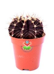 Gymnocalycium Mihanovichii Bordo Renk 5,5 cm Saksılı-Saksı Dolusu