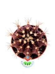 Gymnocalycium Mihanovichii Bordo Renk 5,5 cm Saksılı-Saksı Dolusu