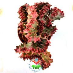 Renkli Beyin Kaktüs-Euphorbia Lactea Cristata-12 cm Saksıda