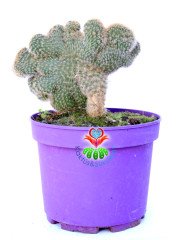 Cleistocactus Winteri forma Cristata-15 cm Saksıda Sıradışı Formlu Nadir Tür Kaktüs