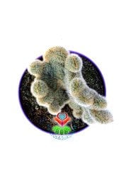 Cleistocactus Winteri forma Cristata-15 cm Saksıda Sıradışı Formlu Nadir Tür Kaktüs
