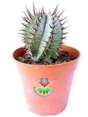 Euphorbia Horrida Snowflake, Beyaz Kaktüs -Bembeyaz Renk Kahve Dikenli - 1.Sınıf-10,5 cm Saksıda-