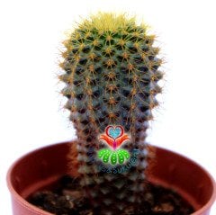 Frailea Mammifera - Çok Nadir Tür Kaktüs- Sarı Renk Çiçek Açar 5,5 cm saksıda