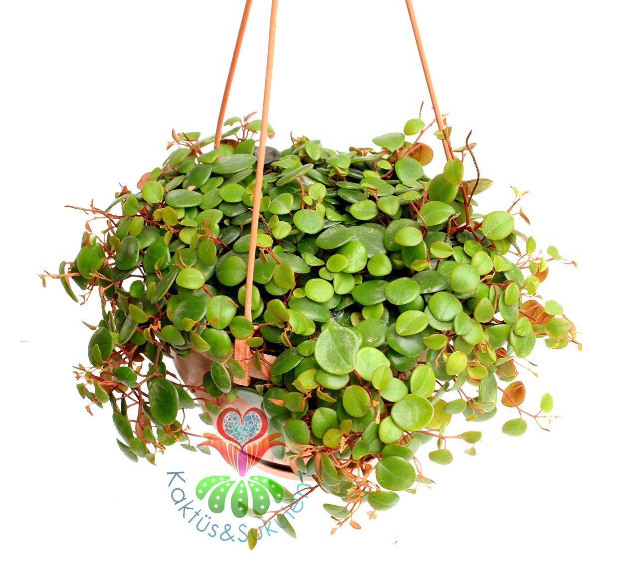 Chique Pilea Glauca Minik Yapraklı Sarkan 15 cm Sarkaç Saksıda-Bakımı Kolay