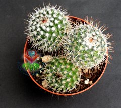 Mammillaria Spinosissima Rubrispina-Küçük Pembe Renk Çiçek Açar-5,5 cm saksıda-Teraryum