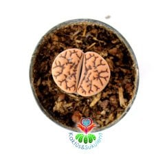 Lithops Schwantesii - Beyaz Kahverengi Renk Taş Kaktüs-Yaşayan Taş