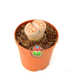 Lithops Karasmontana - Kırmızı Beyaz Renk Yaşayan Taş Kaktüs
