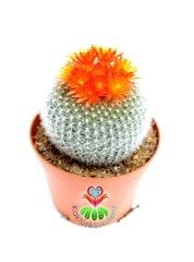 Notocactus Rubibuenekeri 10,5 cm saksıda- Büyük Boy Beyaz Renk