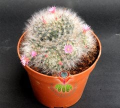 Mammillaria Bocasana-Pembe Renk Çiçekli Tüylü Dikenli Top Kaktüs 12 cm Saksıda-Sukulent