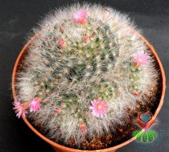 Mammillaria Bocasana-Pembe Renk Çiçekli Tüylü Dikenli Top Kaktüs 12 cm Saksıda-Sukulent