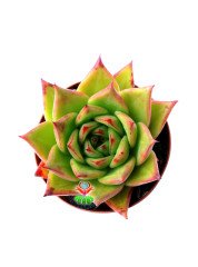E. Agavoides Lotus -Kızaran Yaprak Uçlu Sukulent-8,5 cm Saksıda