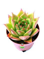 E. Agavoides Lotus -Kızaran Yaprak Uçlu Sukulent-8,5 cm Saksıda