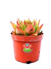 E. Agavoides Lotus -Kızaran Yaprak Uçlu Sukulent-8,5 cm Saksıda