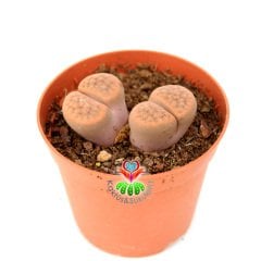Lithops Aucampiae -Açık Kahverengi-Turuncu Renk Yaşayan Taş Kaktüs
