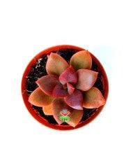 Echeveria 'Chroma' -Bordo Renk Özel Tür- 5,5 cm Saksıda