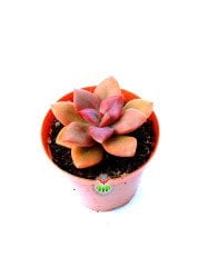 Echeveria 'Chroma' -Bordo Renk Özel Tür- 5,5 cm Saksıda