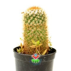 Mammillaria Flavicentra-Altın Renk Dikenli Kaktüs-8,5 cm Saksıda